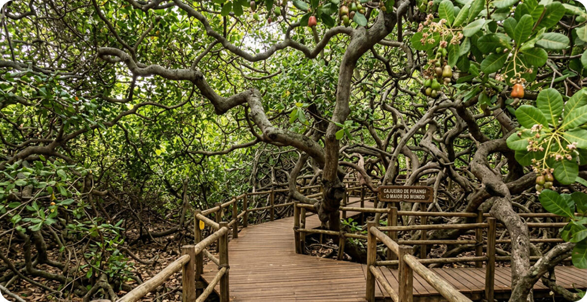 Destaque: roteiro cajueiro